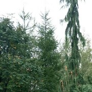 ���������� ������, ���� ������� �������, 48 ���, ������������ ��� ����� � ���������, c�������� ���������, ���������