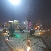 ���������� ������, ���� ������� Mustafa, 28 ���, ������������ ��� ������, ����� � ���������