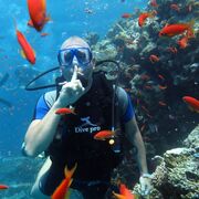 ���������� ���������, ���� ������� ������, 38 ���, ������������ ��� ������, ����� � ���������, c�������� ���������