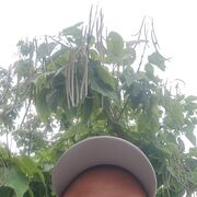 ���������� ����������, ���� ������� �����, 41 ���, ������������ ��� ������, ����� � ���������