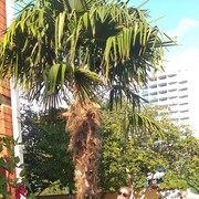 ���������� ������-��-����, ���� ������� ��������, 40 ���, ������������ ��� ������, ����� � ���������, c�������� ���������