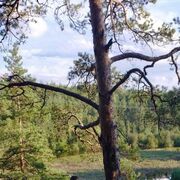 ���������� �����, ���� ������� ������, 54 ����, ������������ ��� ������, ����� � ���������, c�������� ���������