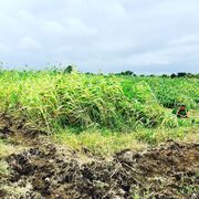 ���������� ������, ���� ������� Imsudin IG, 35 ���, ������������ ��� c�������� ���������