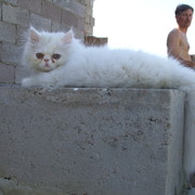  ,   , 61 ,     , c 