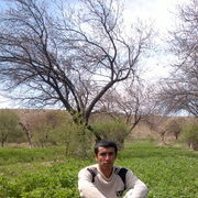  ,   Alisher, 38 ,   ,   , c 