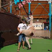 ���������� �����������, ���� ������� �����, 38 ���, ������������ ��� ������, ����� � ���������