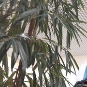 ���������� ��������, ���� ������� �����, 37 ���, ������������ ��� ������, ����� � ���������, c�������� ���������, ���������