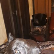 ���������� ����, ���� ������� ���������, 37 ���, ������������ ��� ������, ����� � ���������