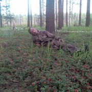 ���������� ������ ��������, ���� ������� 89527847148, 49 ���, ������������ 