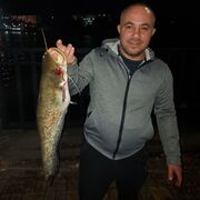  --,   , 43 ,   ,   , 