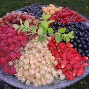  ,   Ali, 79 ,   , 