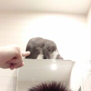  ,   , 37 ,   c 