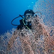 ���������� ������, ���� ������� ������, 57 ���, ������������ ��� ������