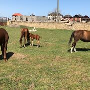 ���������� ���������, ���� ������� �����, 40 ���, ������������ ��� ������, ����� � ���������, c�������� ���������, ���������