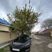 ���������� ���������, ���� ������� ������, 31 ���, ������������ ��� ������, ����� � ���������