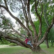 ���������� �����-���������, ���� ������� �����, 55 ���, ������������ ��� ����� � ���������, c�������� ���������