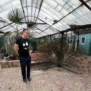 ���������� �����������, ���� ������� ��������, 36 ���, ������������ ��� ������, ����� � ���������