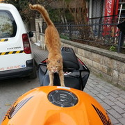  ,   Ahmet, 37 ,   ,   , c 