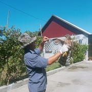  ,  , 44