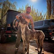 ���������� ����, ���� ������� Amir, 37 ���, ������������ ��� ������, ����� � ���������, c�������� ���������