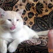 ���������� ���������, ���� ������� ����, 33 ����, ������������ ��� ����� � ���������, c�������� ���������