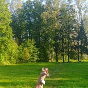 ���������� �����-���������, ���� ������� ������, 50 ���, ������������ ��� ����� � ���������, ���������