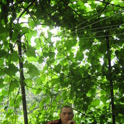 ���������� �����, ���� ������� ��������, 46 ���, ������������ ��� ����� � ���������, c�������� ���������