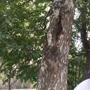 ���������� ������������, ���� ������� �����, 35 ���, ������������ ��� ����� � ���������, c�������� ���������