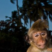 ���������� ������, ���� ������� ������, 57 ���, ������������ ��� ������, ����� � ���������, c�������� ���������