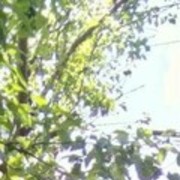 ���������� �������, ���� ������� �����, 36 ���, ������������ ��� ������, ����� � ���������, c�������� ���������