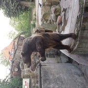 ���������� �����������, ���� ������� ���������, 42 ����, ������������ ��� ������, ����� � ���������, c�������� ���������