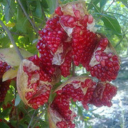 ���������� ��������, ���� ������� Ը���, 40 ���, ������������ 