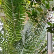 ���������� ����������, ���� ������� �������, 65 ���, ������������ ��� ������, ����� � ���������, c�������� ���������