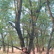 ���������� ���������, ���� ������� ������, 31 ���, ������������ ��� ������, ����� � ���������, c�������� ���������