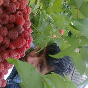  ,   , 52 ,  