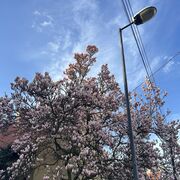 ���������� Chorzow, Viktoria