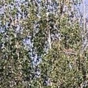 ���������� ������� �����, ���� ������� ���������, 53 ����, ������������ ��� ������, ����� � ���������, c�������� ���������