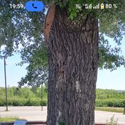 ���������� �����, ������� �������, 39