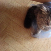 ���������� �����������, ���� ������� �������, 44 ����, ������������ ��� ������, ����� � ���������, c�������� ���������