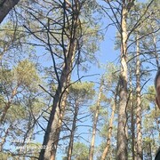 ���������� ���������, ���� ������� ����, 43 ����, ������������ ��� ������, ����� � ���������