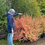 ���������� ����������, ���� ������� ��������, 39 ���, ������������ ��� ������, ����� � ���������, c�������� ���������