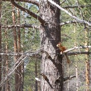 ���������� ����, ���� ������� �����, 39 ���, ������������ 