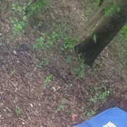 ���������� ��������, ���� ������� ������, 43 ����, ������������ ��� ������, ����� � ���������, c�������� ���������