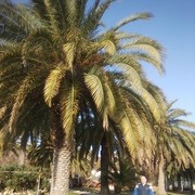 ���������� ������-��-����, ���� ������� �������, 64 ����, ������������ ��� ����� � ���������, c�������� ���������