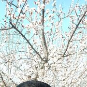 ���������� ��������, ������� Zorro, 45