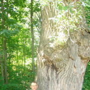 ���������� ���������, ���� ������� ���, 50 ���, ������������ ��� ������