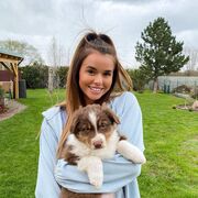 ���������� �����, ���������