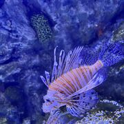 ���������� ��������, ����