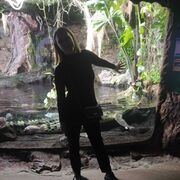 ���������� �����-���������, ���� ������� ���������, 40 ���, ������������ ��� ����� � ���������, c�������� ���������