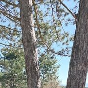 ���������� �����������, ���� ������� ����, 45 ���, ������������ ��� ������, ����� � ���������